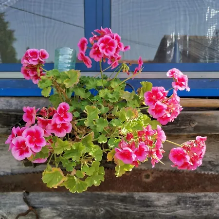 La Magaza Banja Vrujci Berkovac