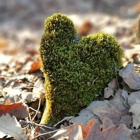 La Magaza Banja Vrujci Vikendica Berkovac